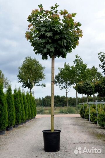 Клен Глобоссум купить