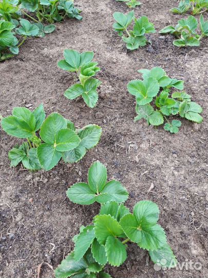 Рассада клубники Альба