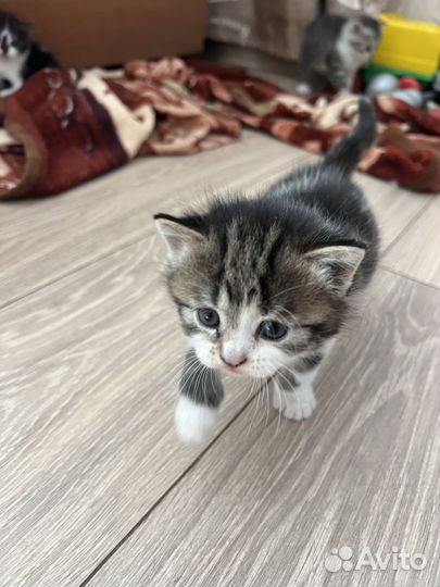 Котята в добрые руки даром бесплатно