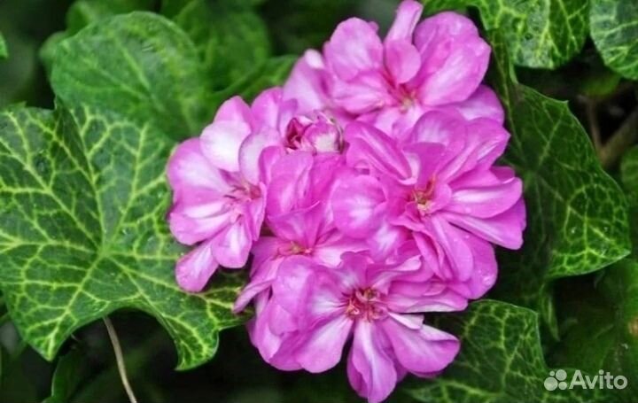 Пеларгония