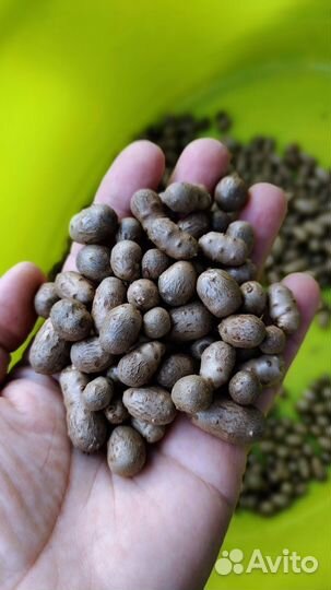 Диоскорея или Ямс