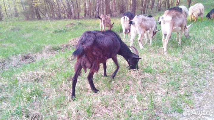 Козы и козочки