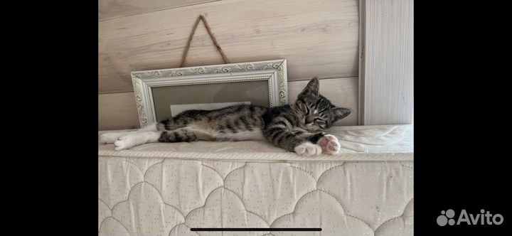 Котята в добрые руки даром