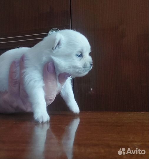 Счастье в дом помчи