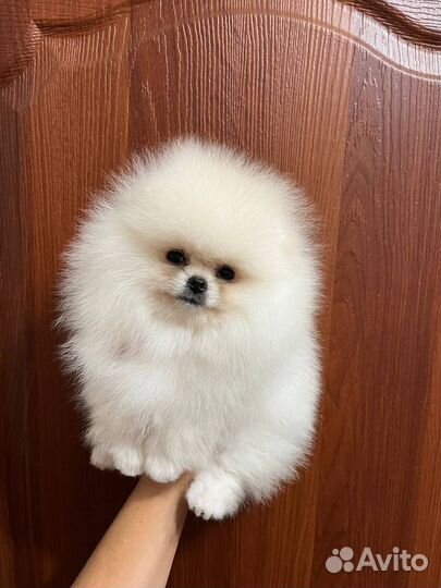 Померанский шпиц