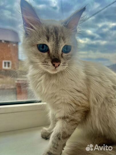 Кошки
