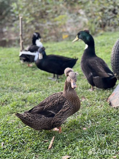 Утки башкирские