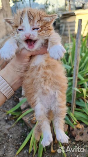 Котятки в добрые руки