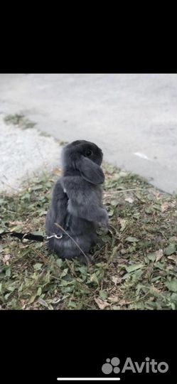 Кролик mini-lop NHD