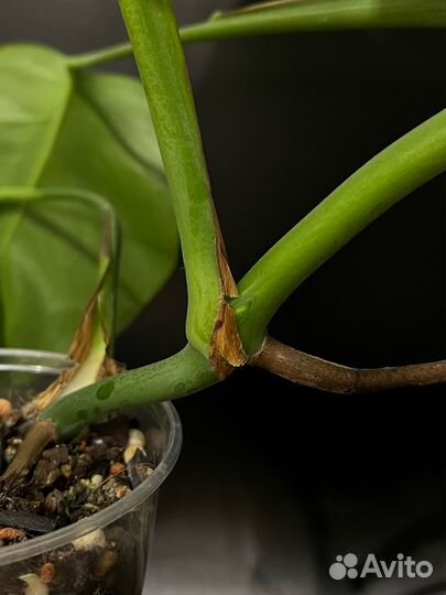 Монстера деликатесная