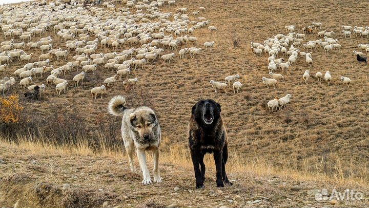 Тбилиси Топ-Экскурсия Грузинское сафари в мини-гру