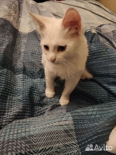 Кошка в дар