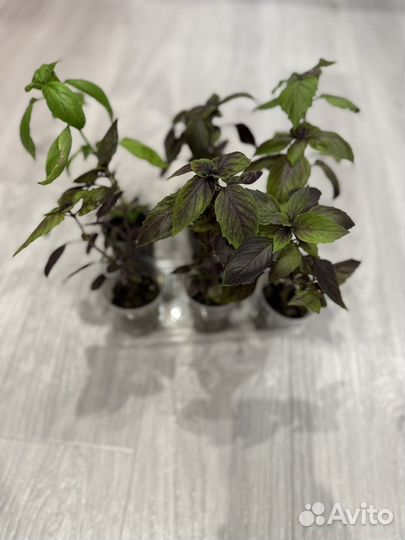 Рассада базилик