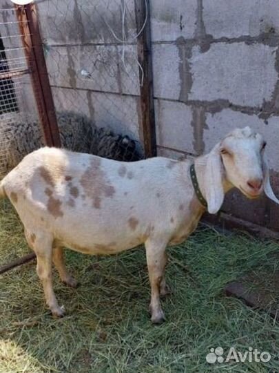 Нубийские козы