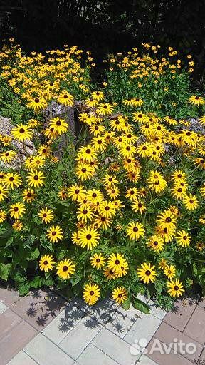 Ромашка, лилейник