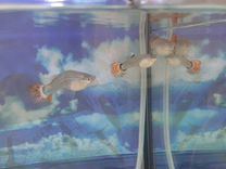 Рыбки аквариумные гуппи