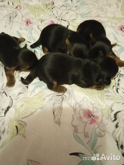 Йоркширский терьер