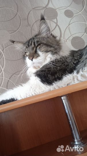 Кот мейн-кун вязка