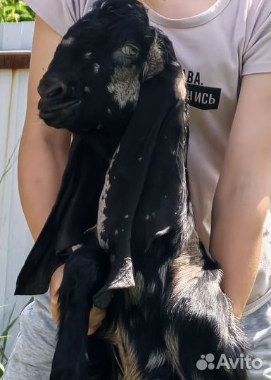 Козел Камори для вязки