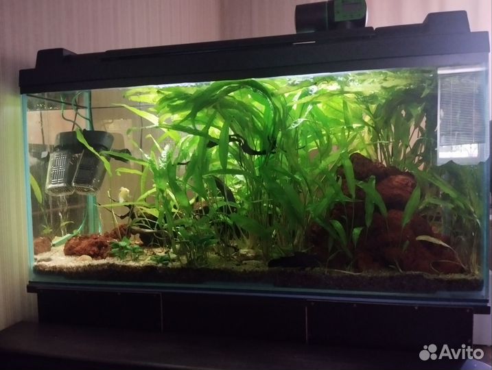 Аквариум 200л с тумбой и рыбами