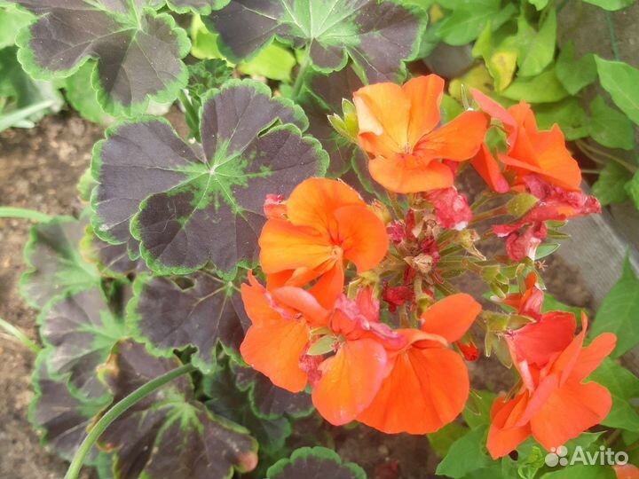 Герань (пеларгония)