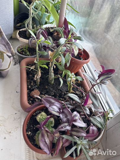 Цветы растения комнатные