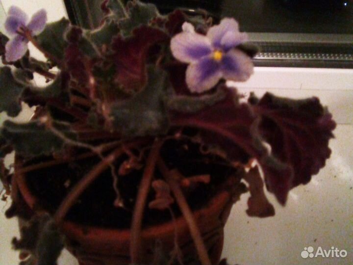 Фиалка с горшком сортовая