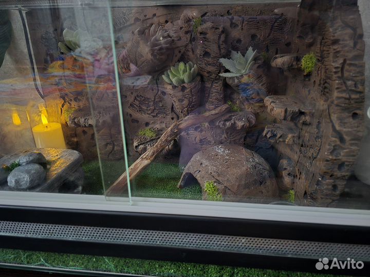Террариум вместе с эублефаром