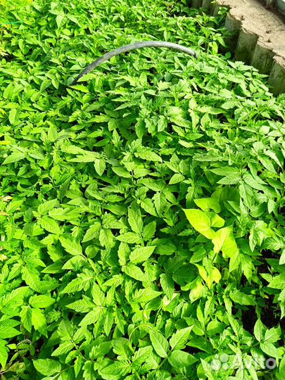 Рассада томатов