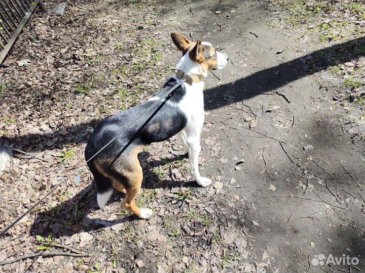 Классный парень среднего размера в добрые ручки