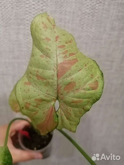 Сингониумы разные