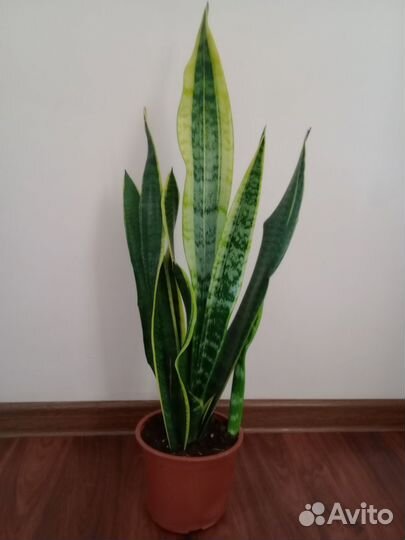 Сансевиерия большая