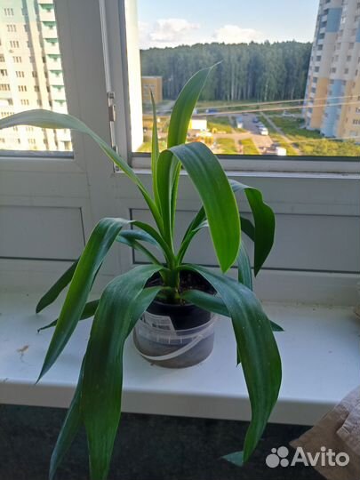 Хамедорея, юкка