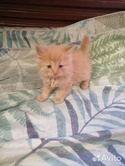 Котята бесплатно