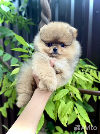 Померанский шпиц Мини