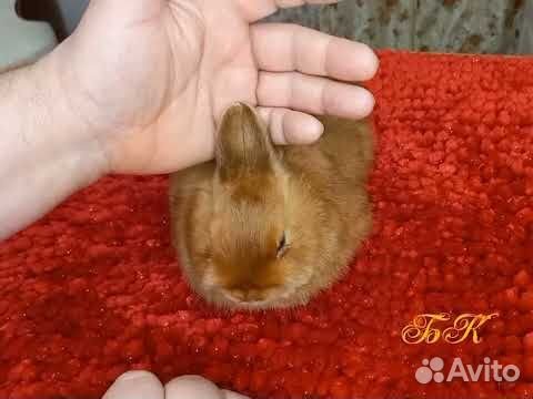 Породистый сатиновый карликовый кролик объявление продам