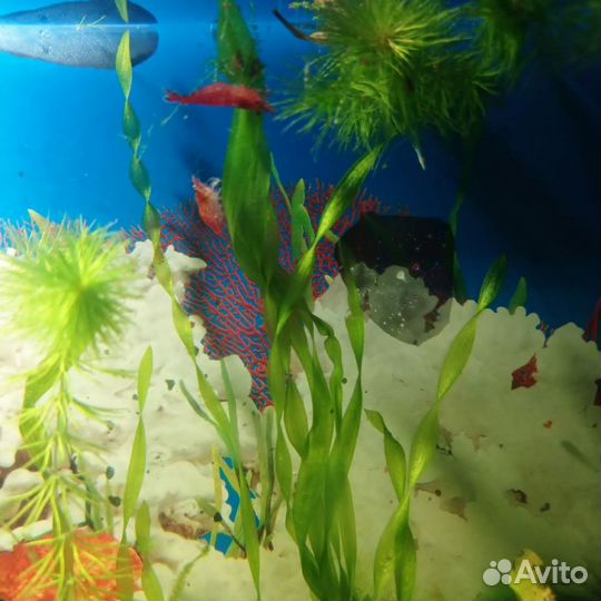 Аквариумы качественные полной комплектации