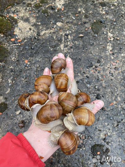 Улитки виноградные