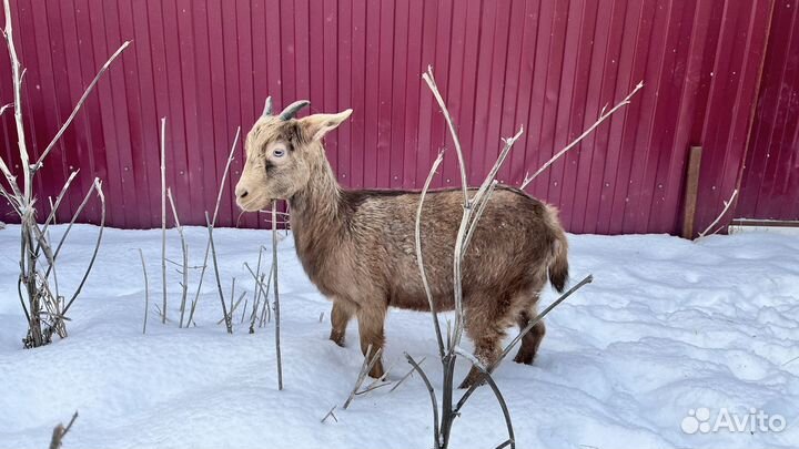 Козочки 7 месяцев. Альпо/Нубы