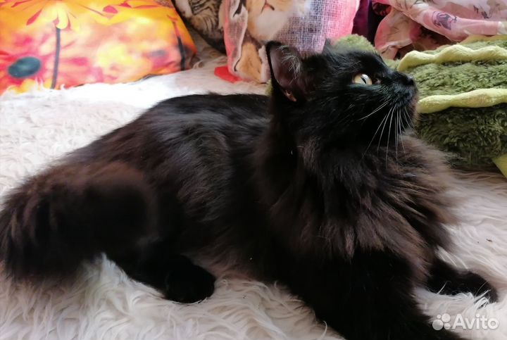 Кот Елисей