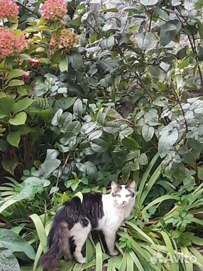 Котик бесплатно