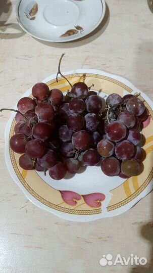 Винный виноград 