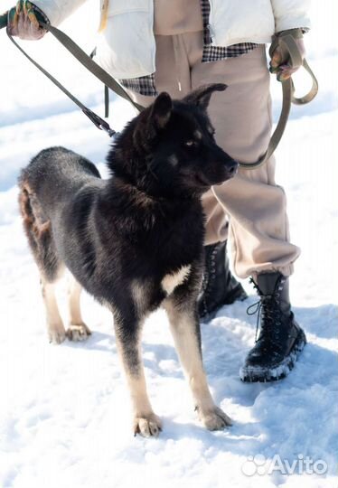 Молодой Джек