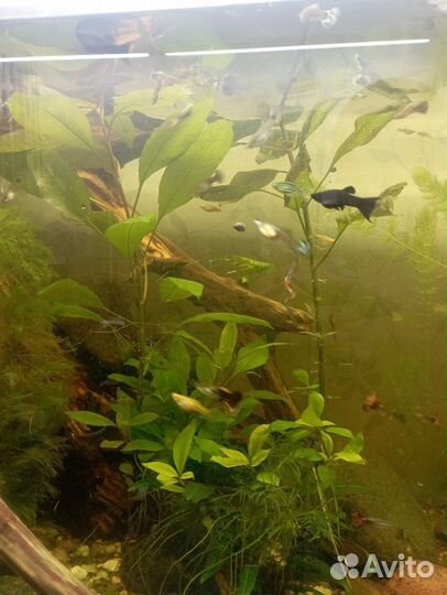 Мальки гуппи