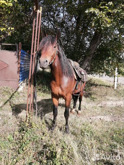 Лошадь жеребец