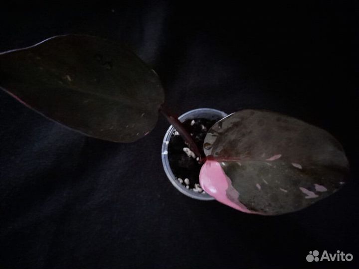 Цветочный микс