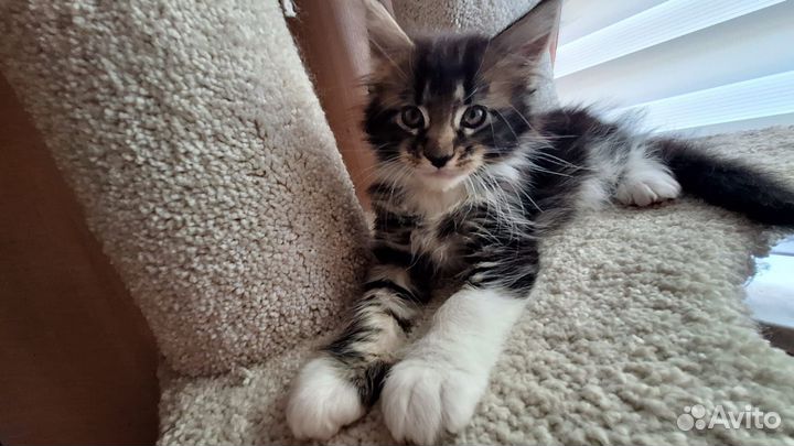 Котята мейн-кун