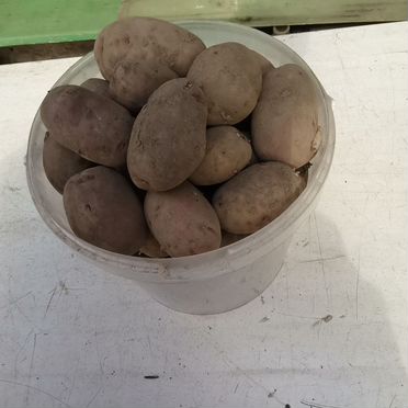 Продам картофель