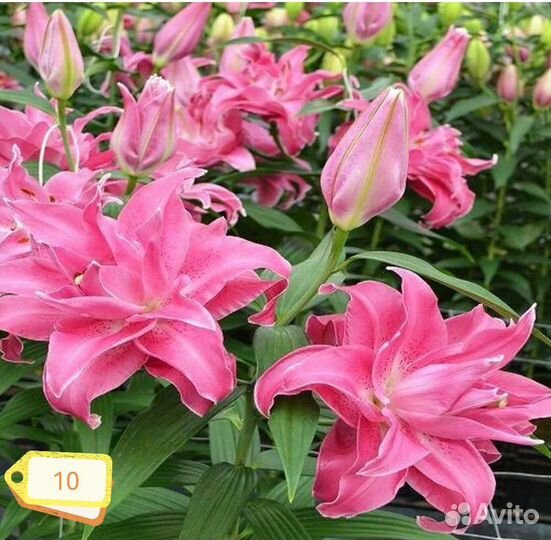 Лилия цветок как лотос луковицы