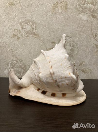 Ракушка большая Кассис Корнута